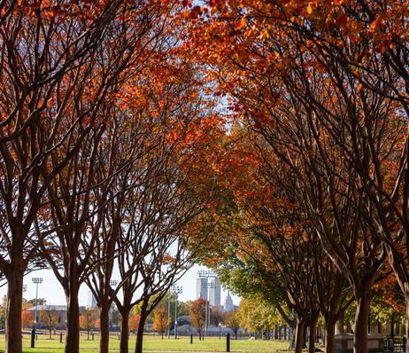 Photograph of fall foliage on campus looking toward downtown Tulsa